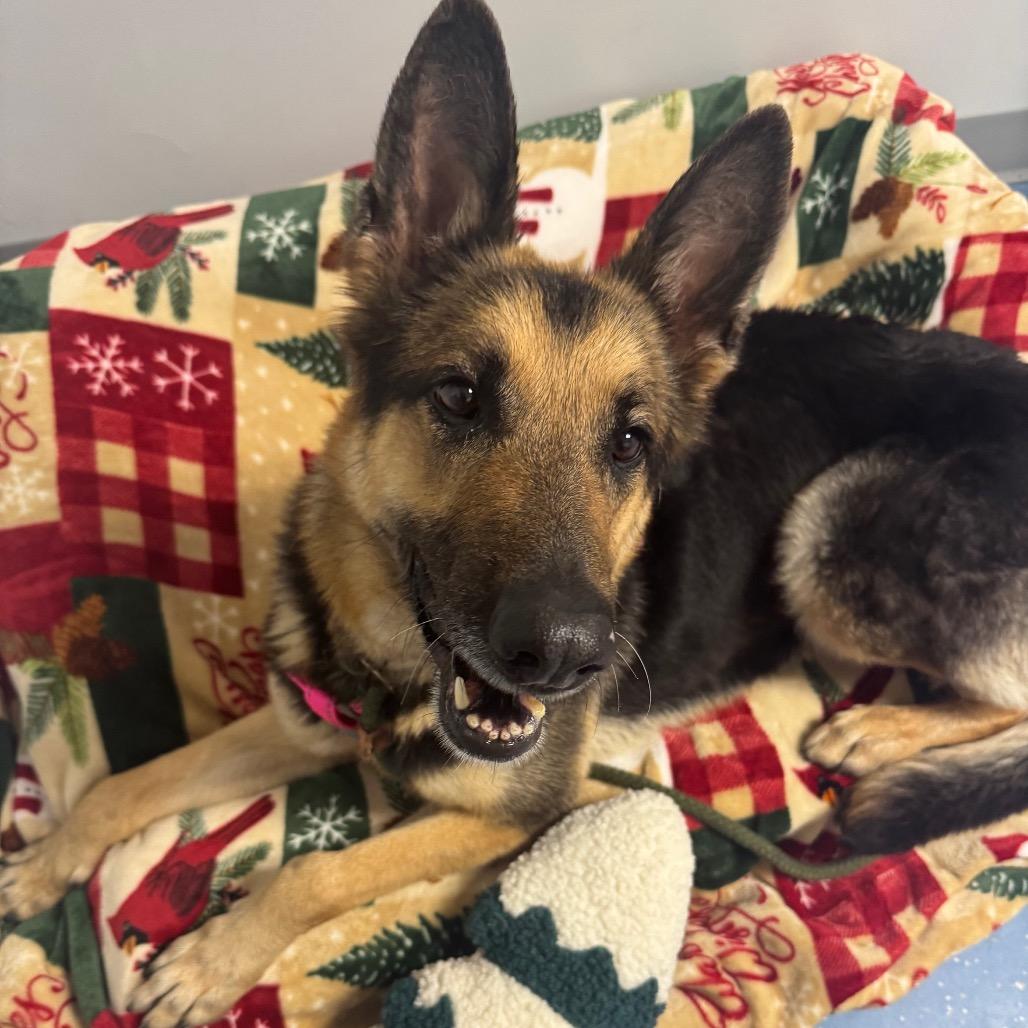 Enlarge Luna, a Adoptable German Shepherd Dog in Watertown, NY image 3/6