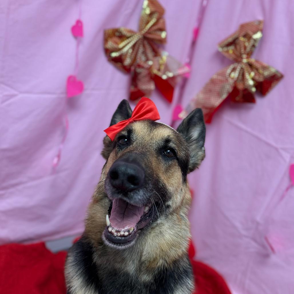 Enlarge Luna, a Adoptable German Shepherd Dog in Watertown, NY image 4/6