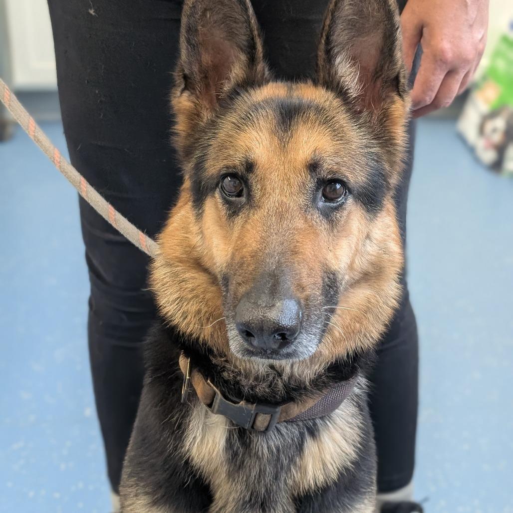 Enlarge Luna, a Adoptable German Shepherd Dog in Watertown, NY image 5/6