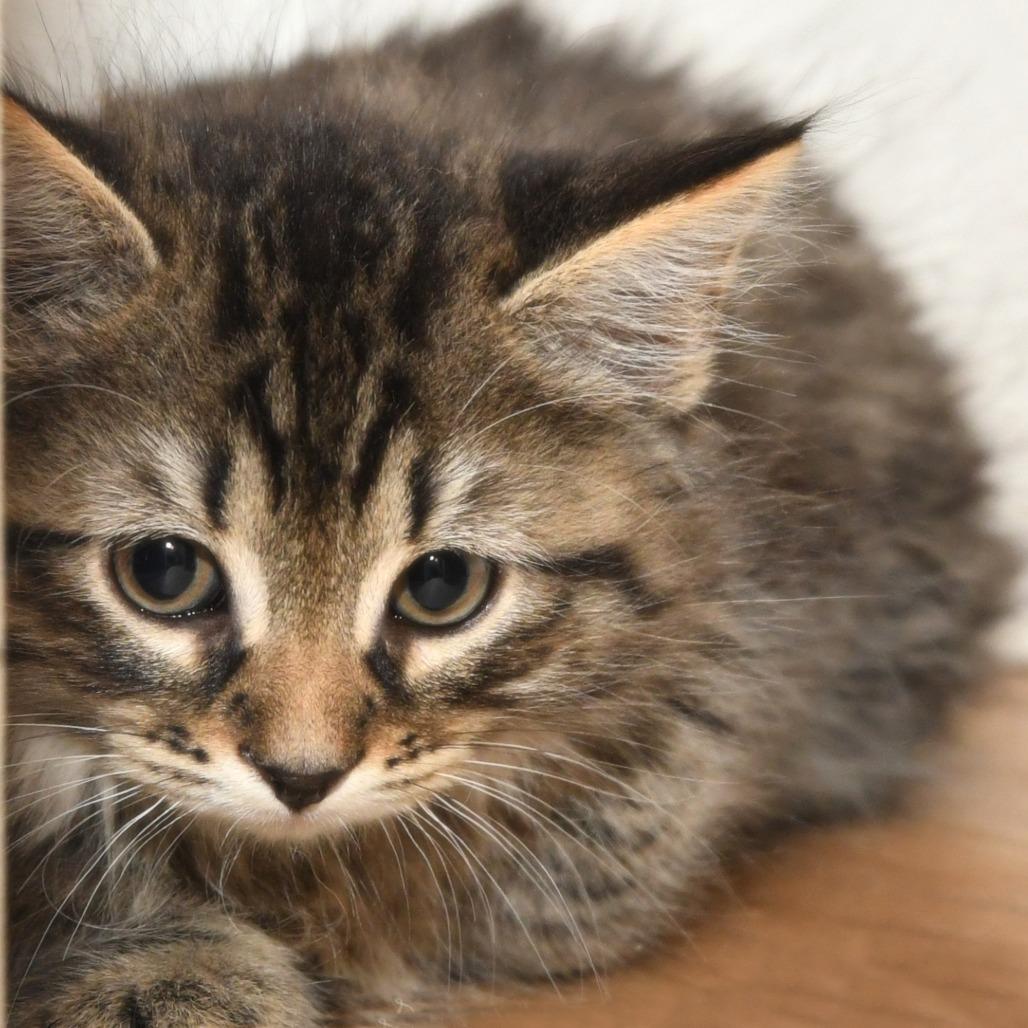 Spitzk1_2_3_4, a Adoptable Domestic Medium Hair in Natick, MA image 3/5