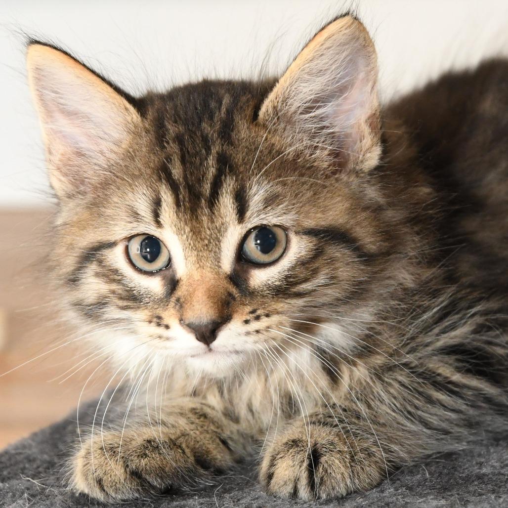 Spitzk1_2_3_4, a Adoptable Domestic Medium Hair in Natick, MA image 1/5
