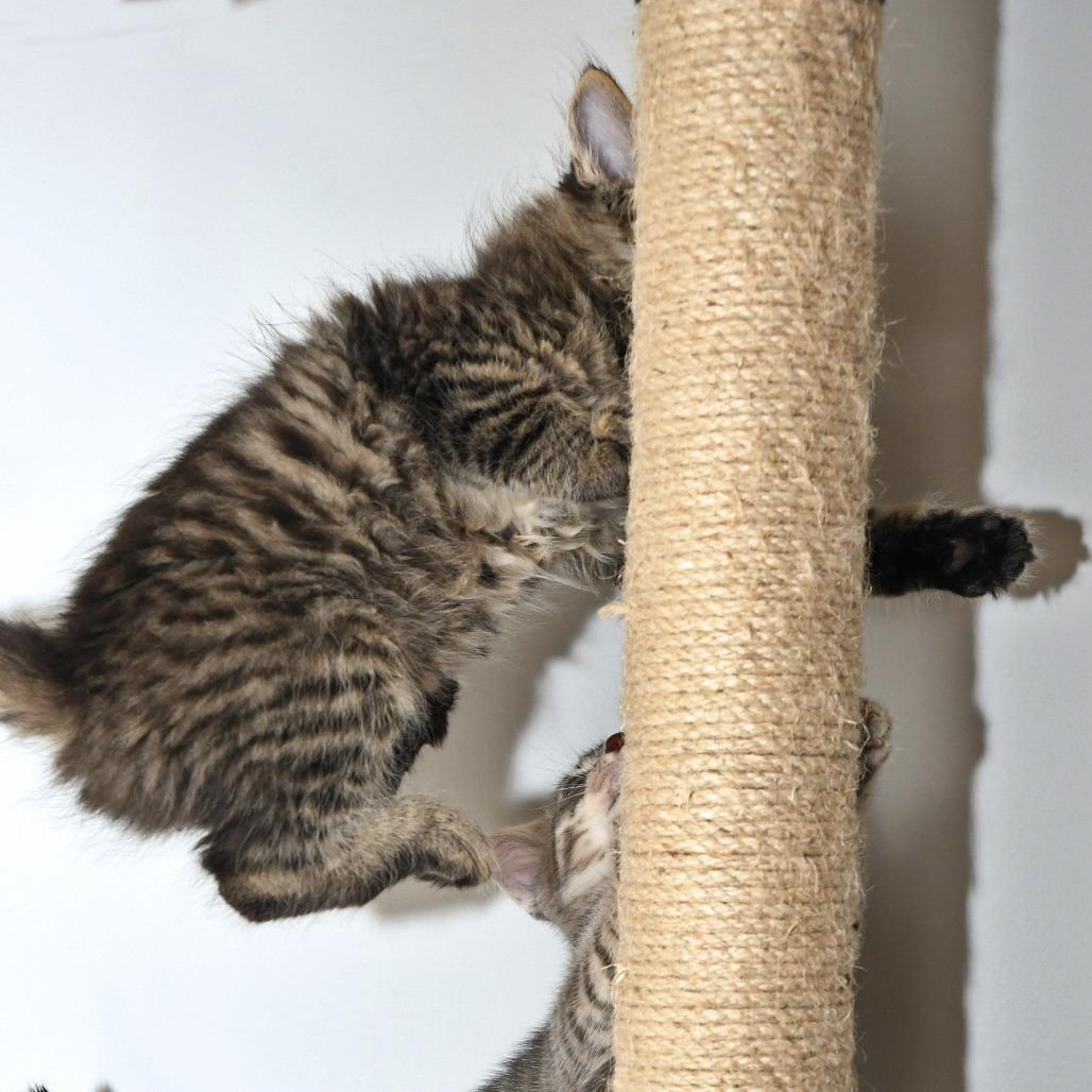 Spitzk1_2_3_4, a Adoptable Domestic Medium Hair in Natick, MA image 2/5