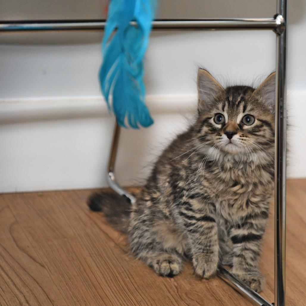 Spitzk1_2_3_4, a Adoptable Domestic Medium Hair in Natick, MA image 4/5