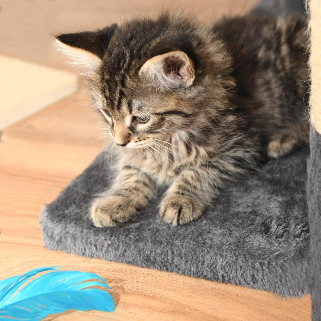 Spitzk1_2_3_4, a Adoptable Domestic Medium Hair in Natick, MA image 5/5