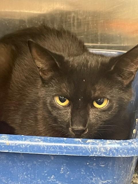 Velvet, adopted, Young Female Domestic Short Hair.