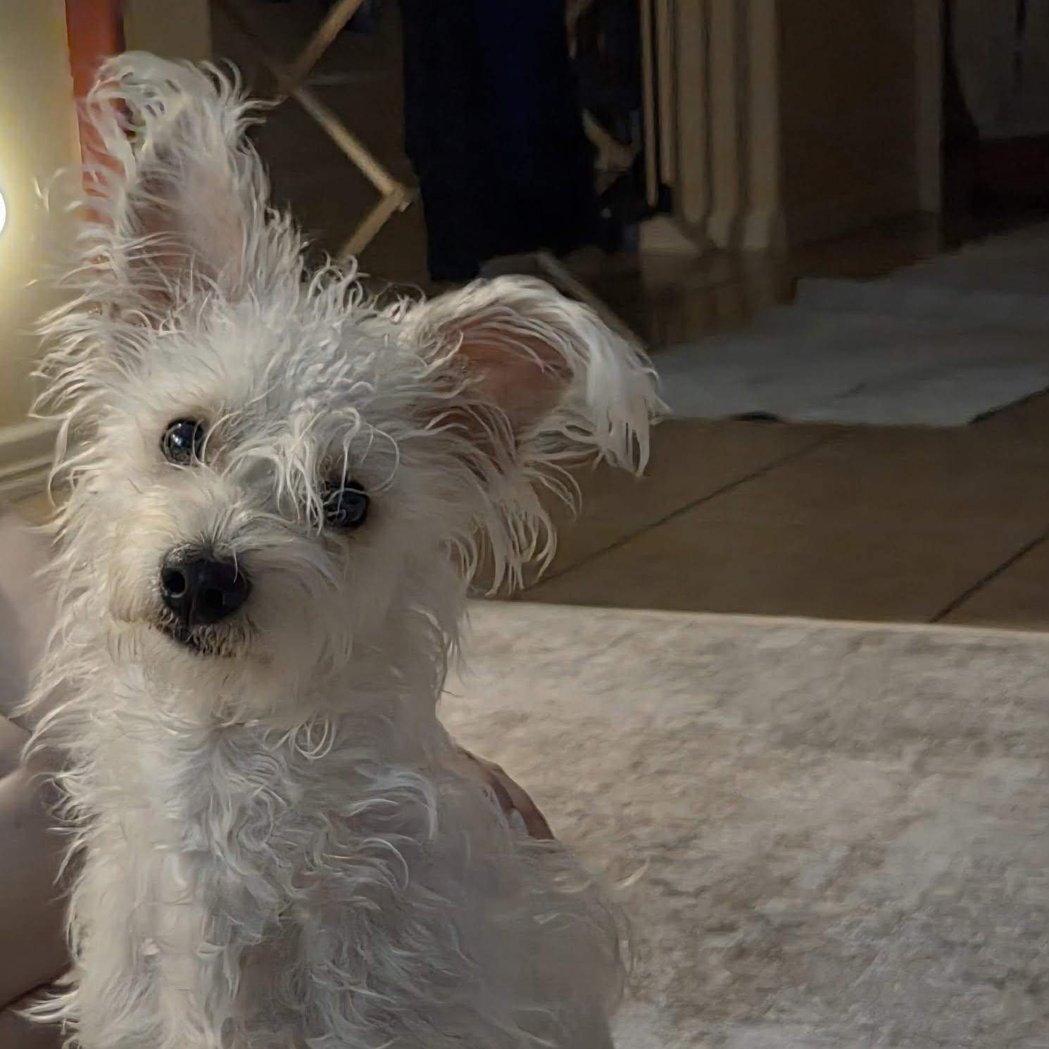 DUNCAN , ADOPTABLE, Young Male Poodle & Yorkshire Terrier.