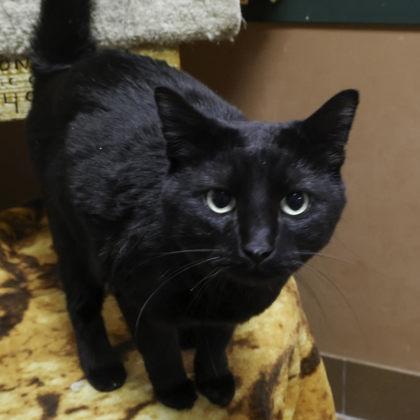 Lil, Adoptable, Adult Female Domestic Short Hair & Domestic Short Hair.