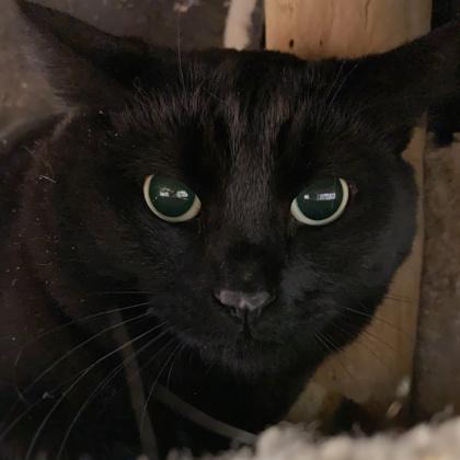 Lil, a Adoptable mixed breed in Madison, WI image 2/3