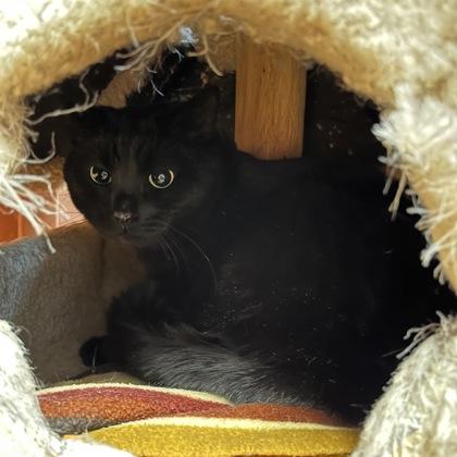 Lil, a Adoptable mixed breed in Madison, WI image 3/3