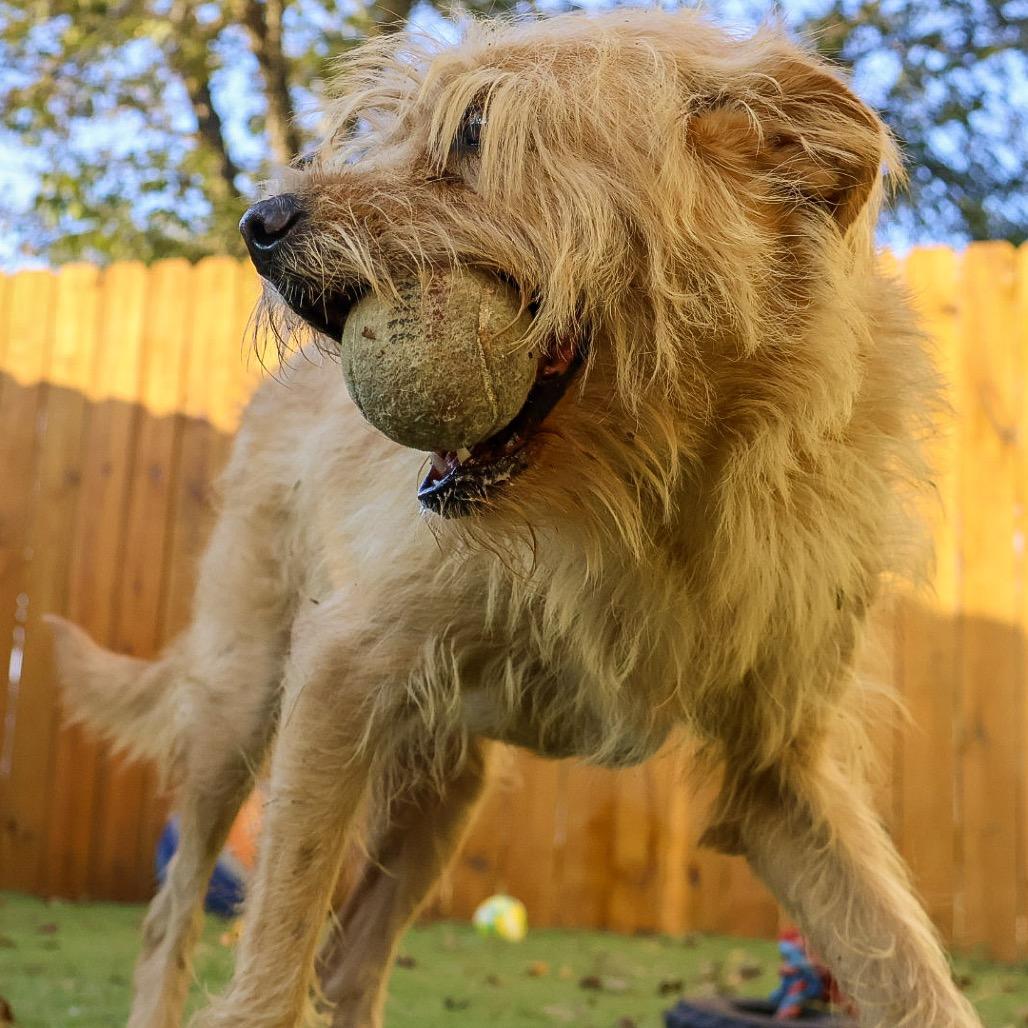 Enlarge Gilbert AKA Coco JuM, a Adoptable mixed breed in Austin, TX image 2/5