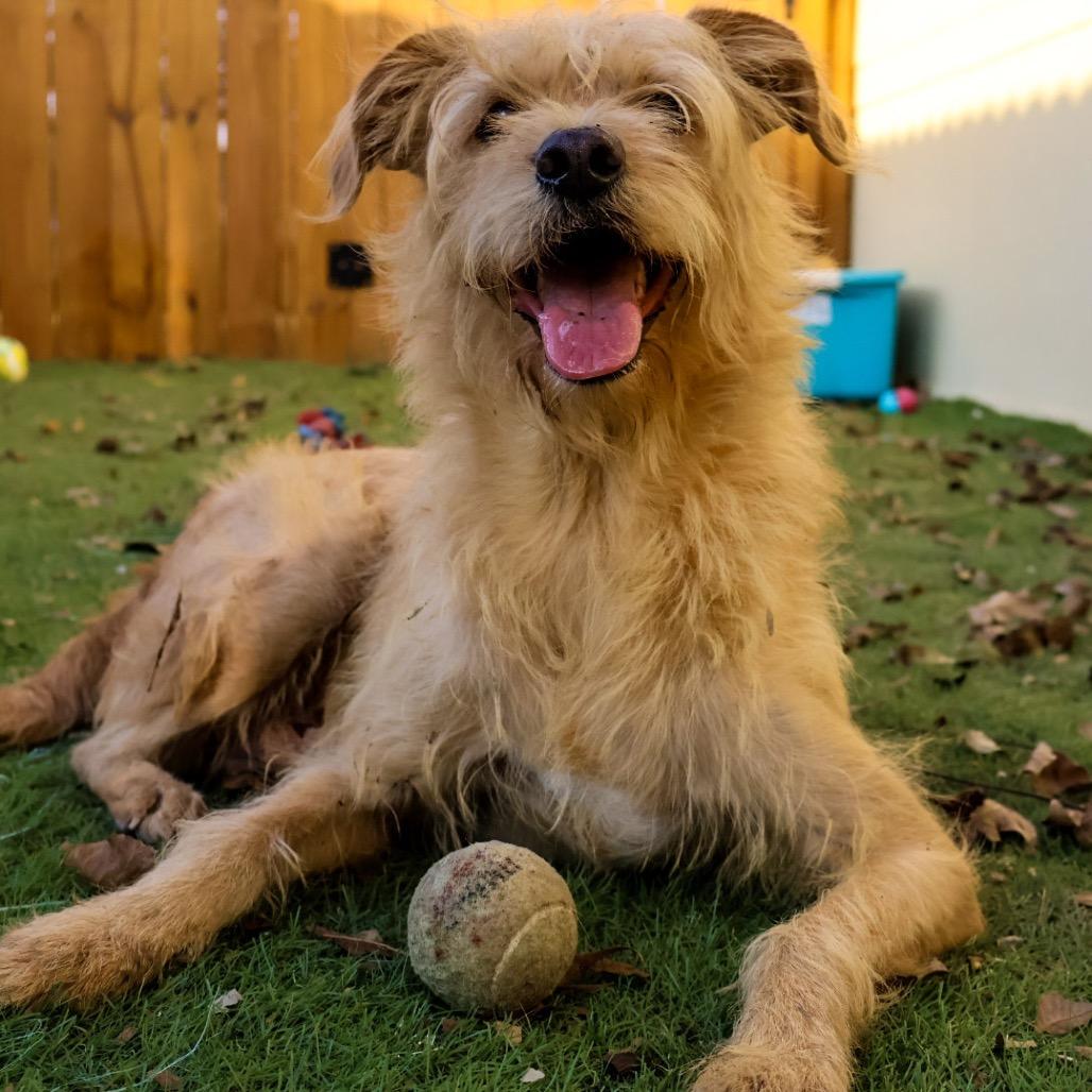Enlarge Gilbert AKA Coco JuM, a Adoptable mixed breed in Austin, TX image 1/5