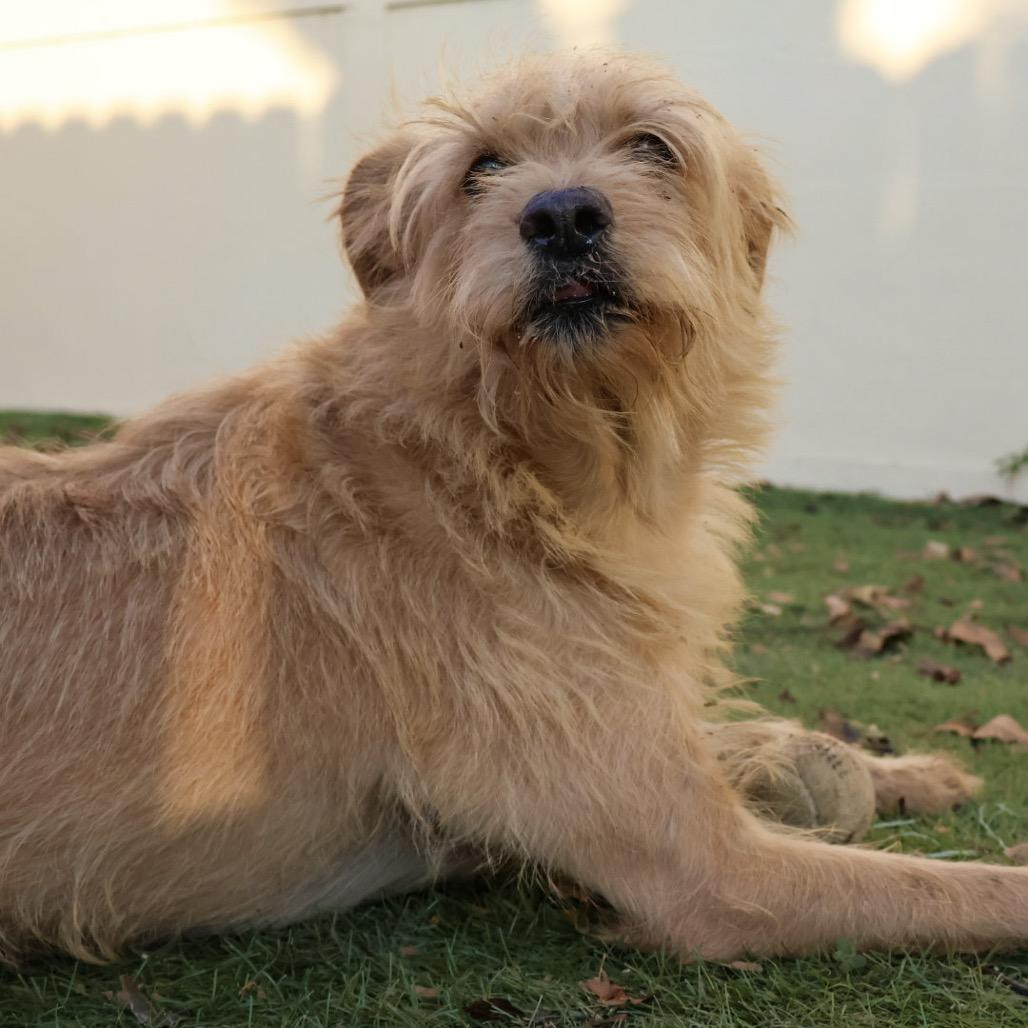 Enlarge Gilbert AKA Coco JuM, a Adoptable mixed breed in Austin, TX image 3/5