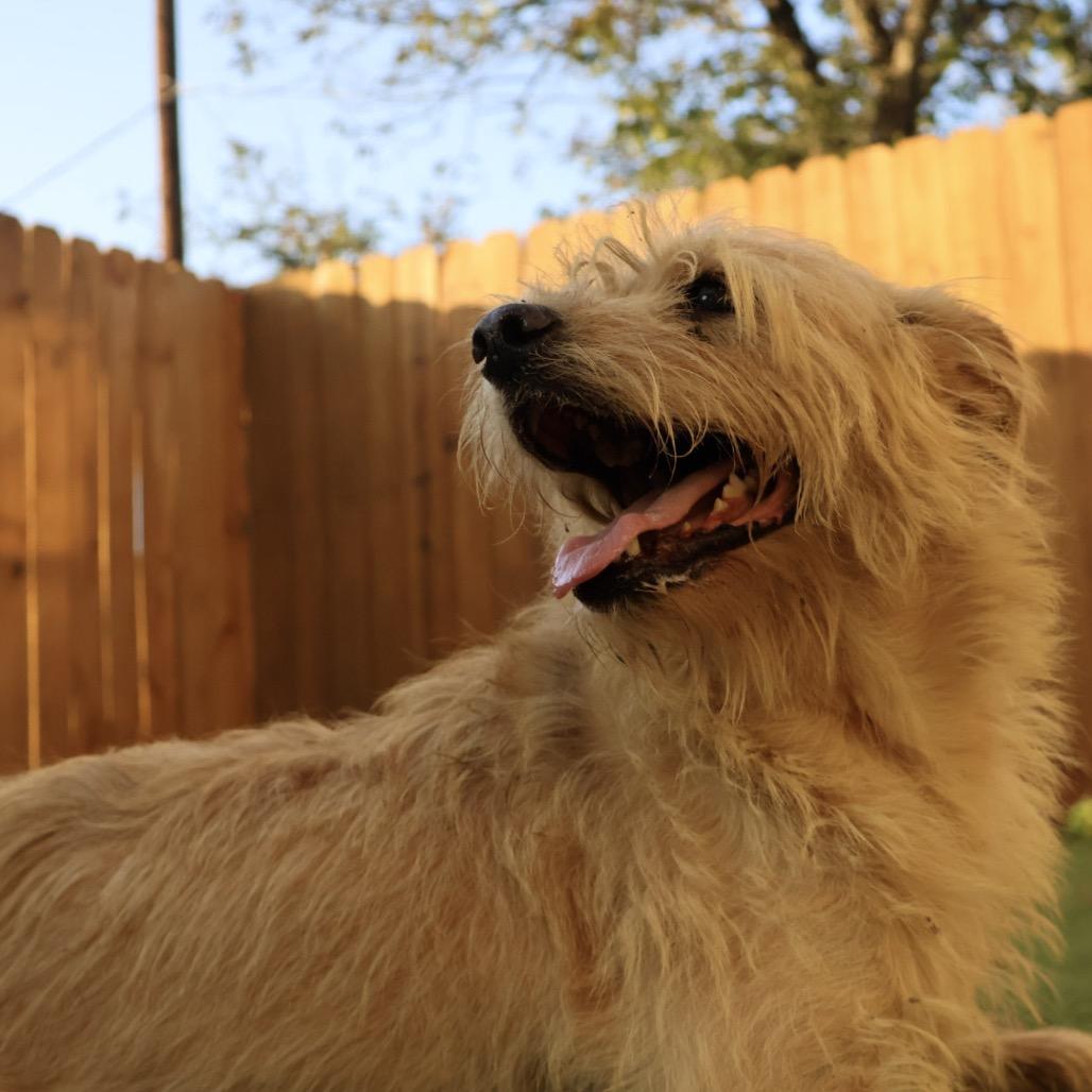 Enlarge Gilbert AKA Coco JuM, a Adoptable mixed breed in Austin, TX image 4/5