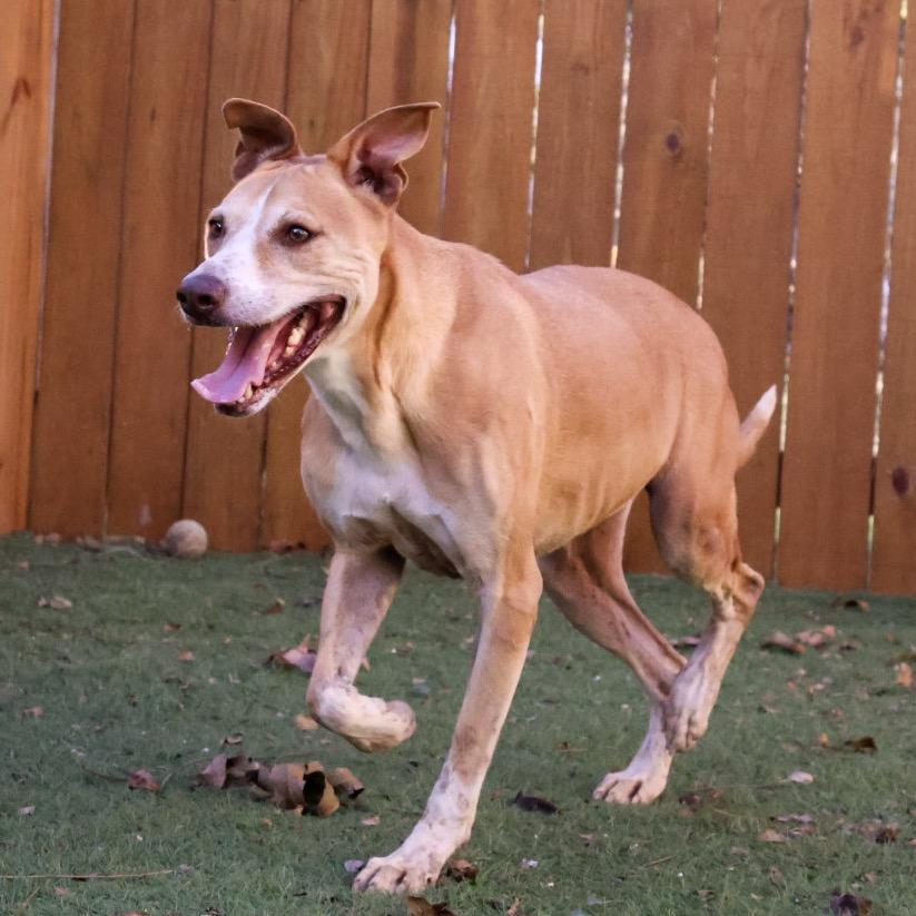Enlarge Gilbert AKA Coco JuM, a Adoptable mixed breed in Austin, TX image 5/5