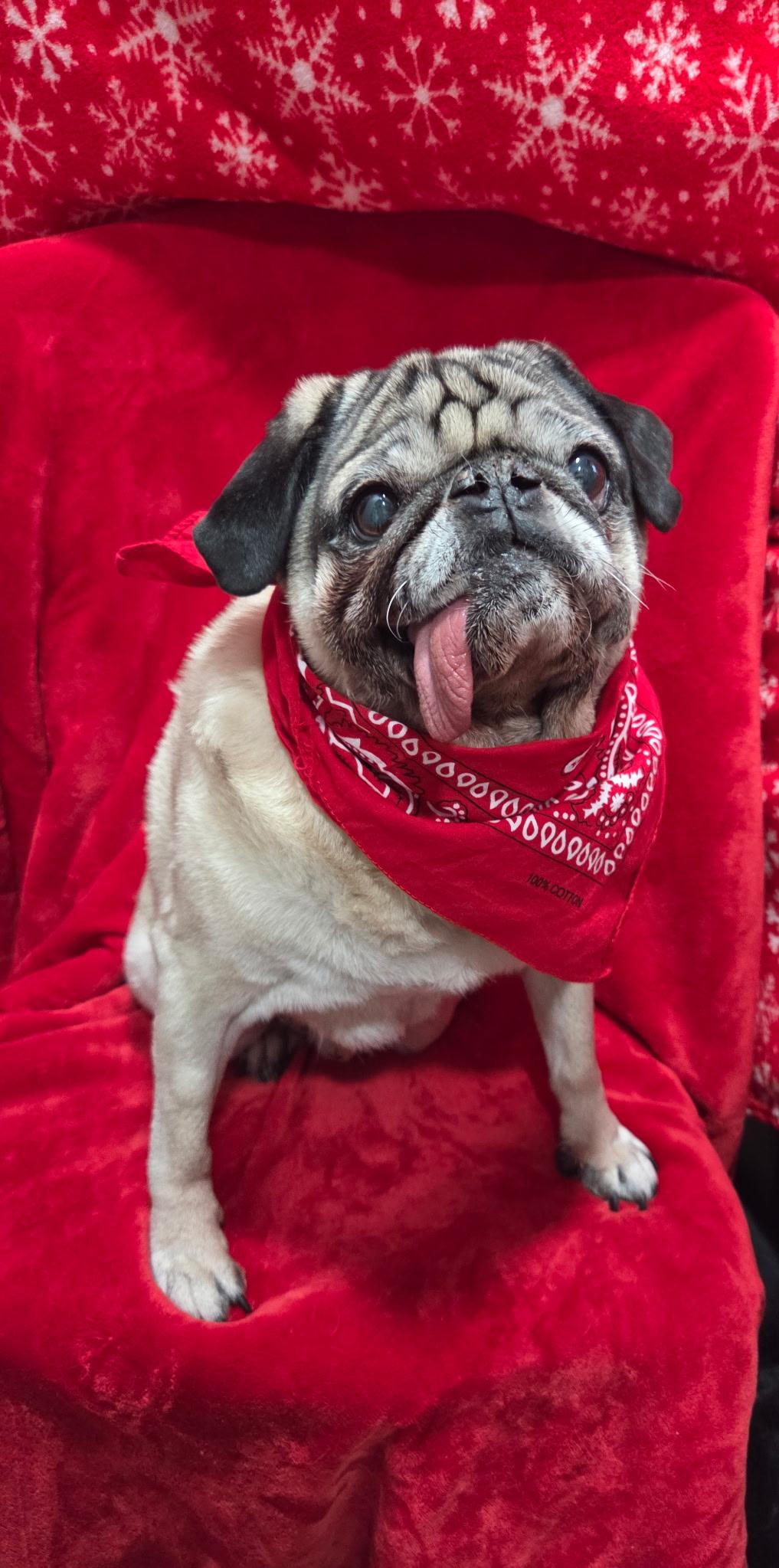 Barney senior , a ADOPTABLE Pug in White Lake, MI image 1/5