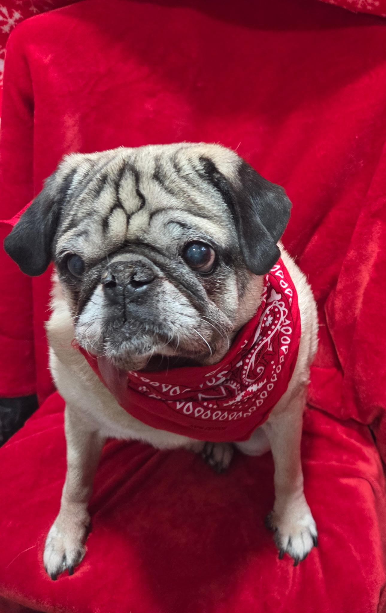 Barney senior , a ADOPTABLE Pug in White Lake, MI image 2/5