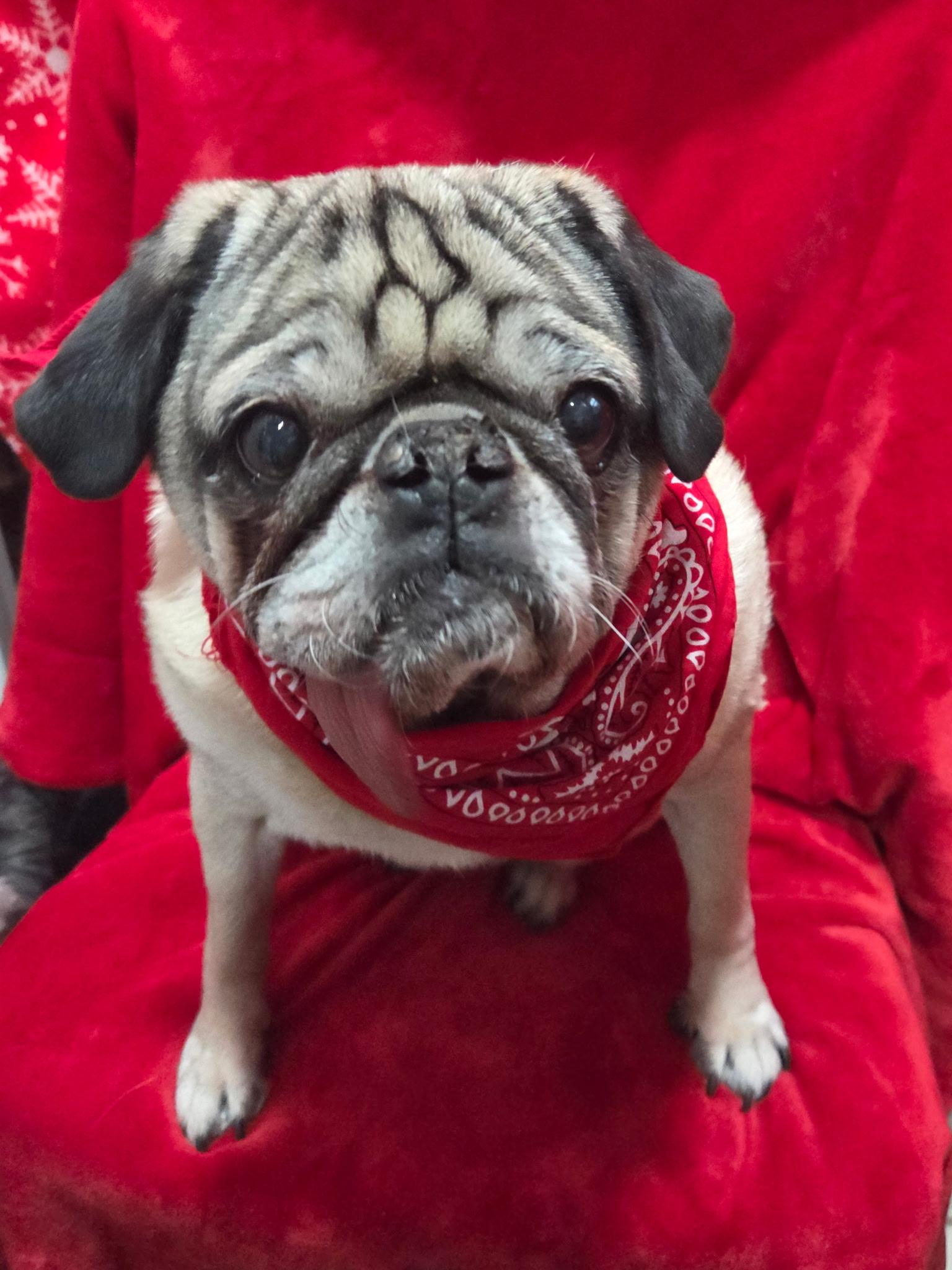Barney senior , a ADOPTABLE Pug in White Lake, MI image 3/5