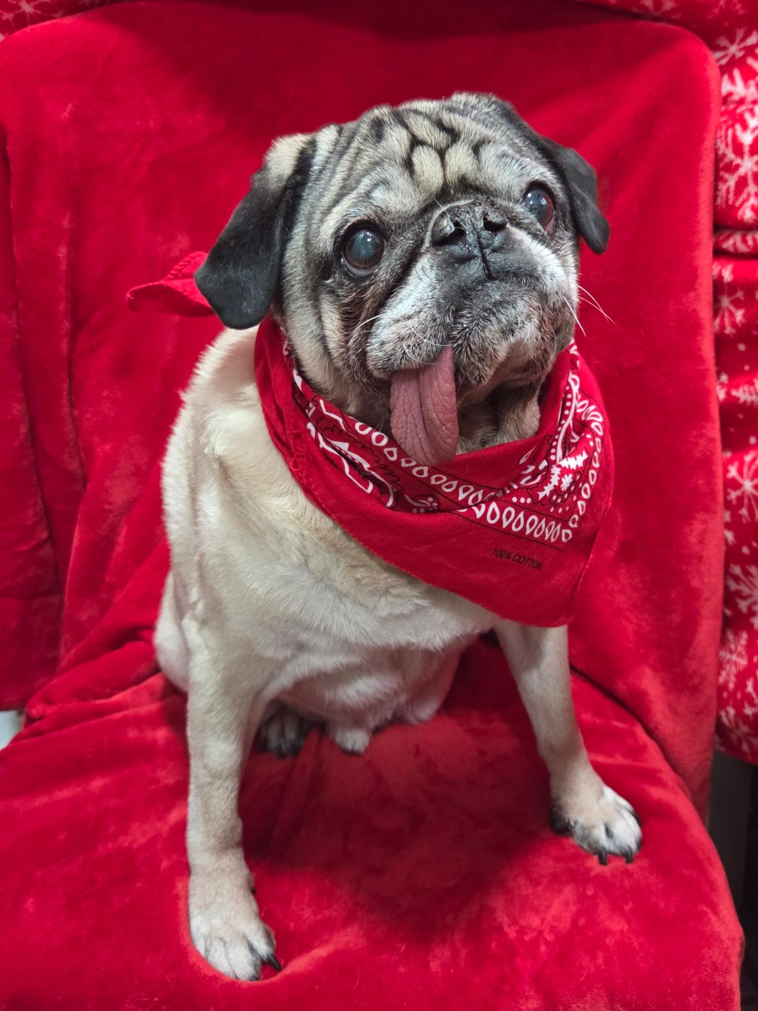 Barney senior , a ADOPTABLE Pug in White Lake, MI image 4/5