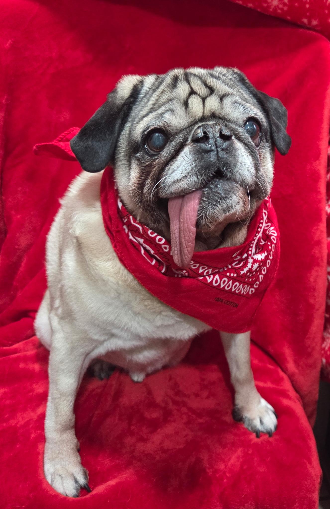 Barney senior , a ADOPTABLE Pug in White Lake, MI image 5/5