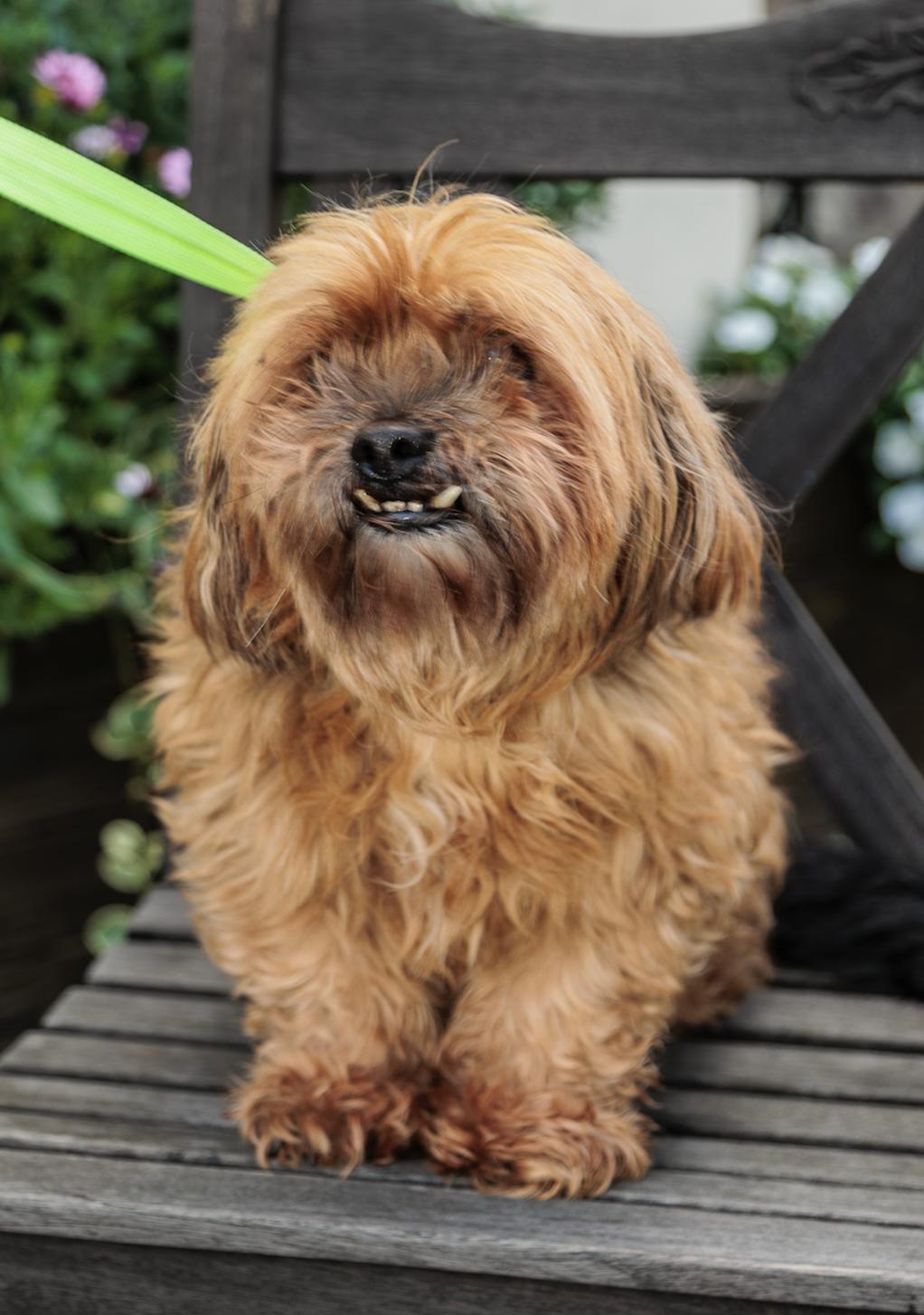 Pearl, an adoptable Shih Tzu, Pekingese in Chester Springs, PA, 19425 | Photo Image 1