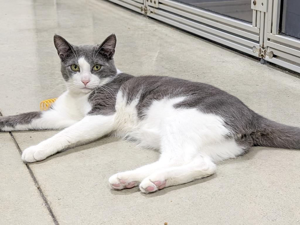 Enlarge Prince Pablo, a Adoptable mixed breed in Powell, OH image 1/2