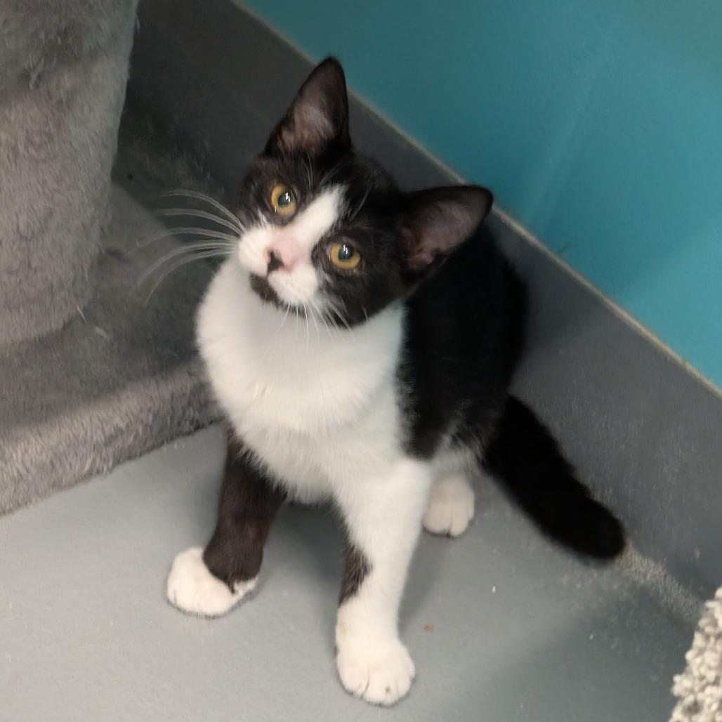 Enlarge Courtney, a Adoptable Domestic Short Hair in Cape Girardeau, MO image 1/2