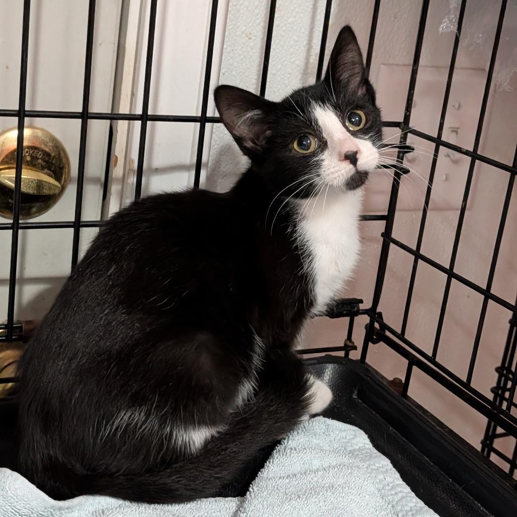 Enlarge Courtney, a Adoptable Domestic Short Hair in Cape Girardeau, MO image 2/2
