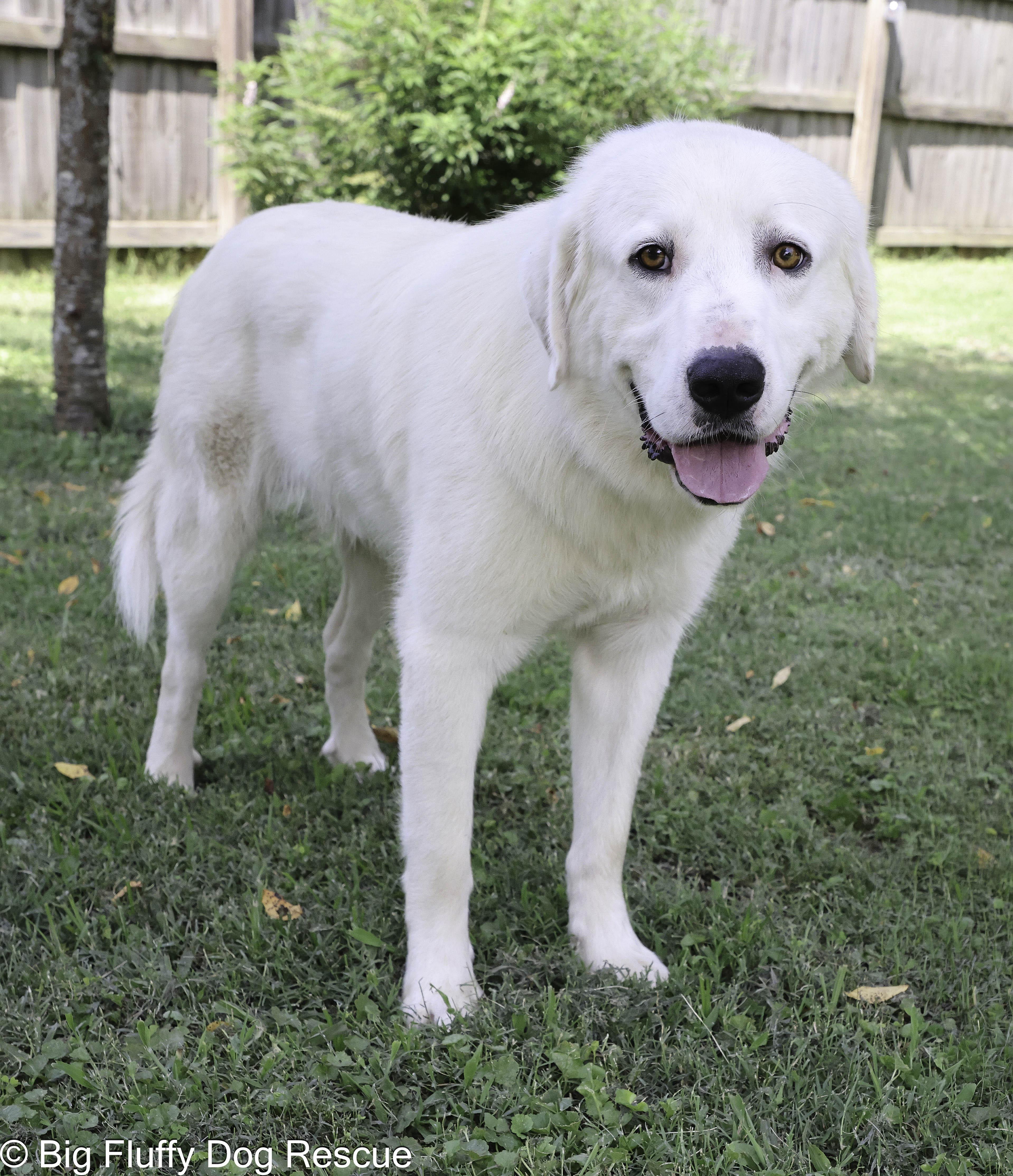 Enlarge Merritt, a Adoptable mixed breed in Evansville, IN image 3/4