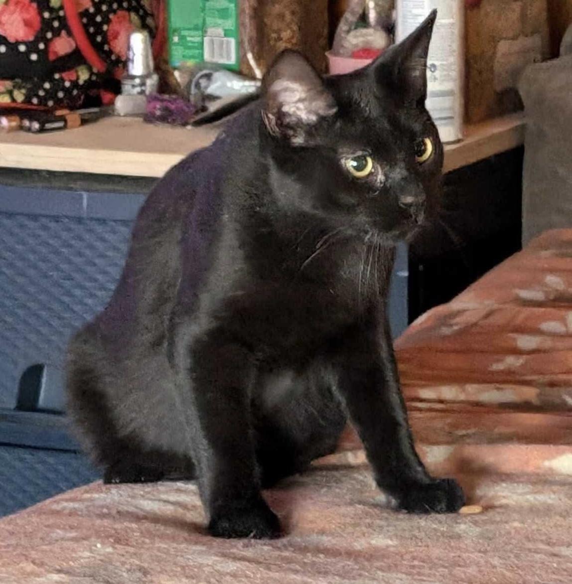 Friday, a Adoptable Domestic Short Hair in Bellmawr, NJ image 3/5