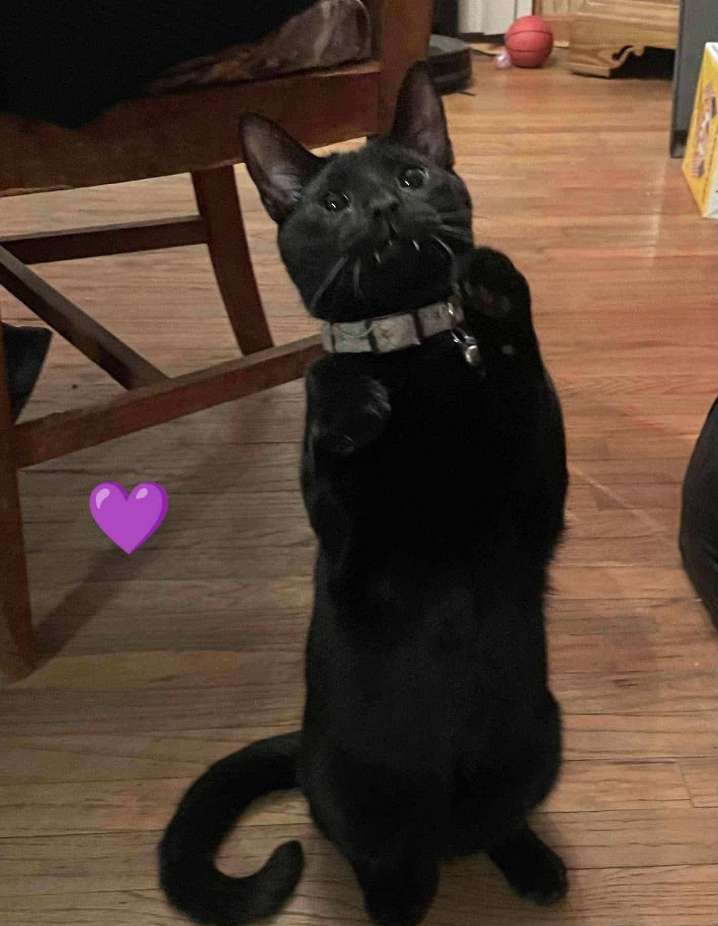 Friday, Adoptable, Adult Male Domestic Short Hair.