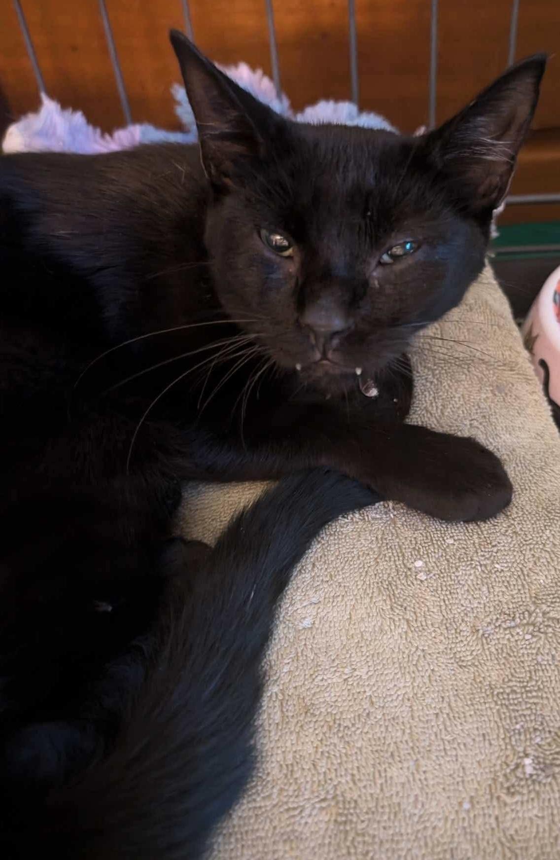 Friday, a Adoptable Domestic Short Hair in Bellmawr, NJ image 5/5