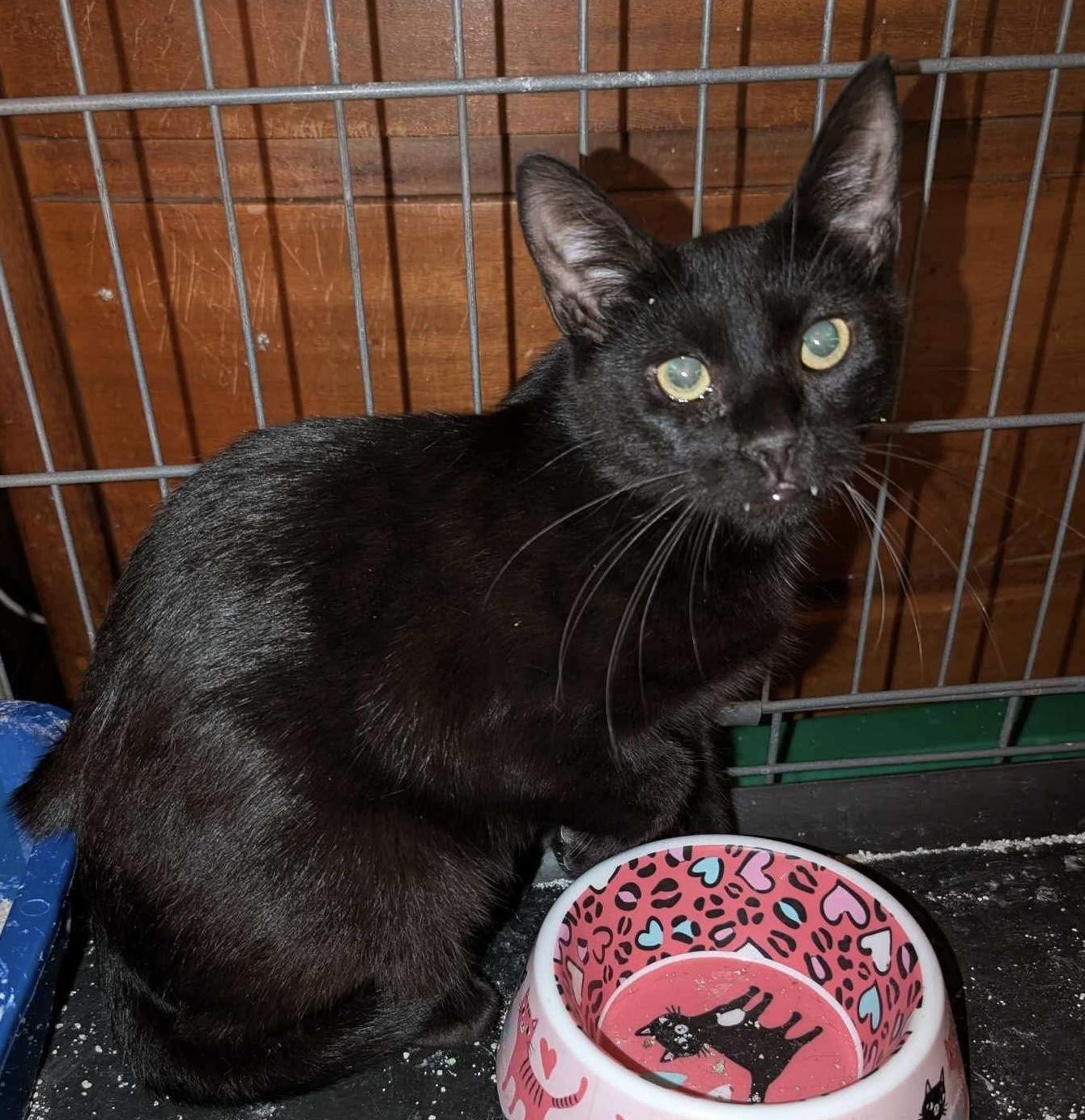 Friday, a Adoptable Domestic Short Hair in Bellmawr, NJ image 2/5