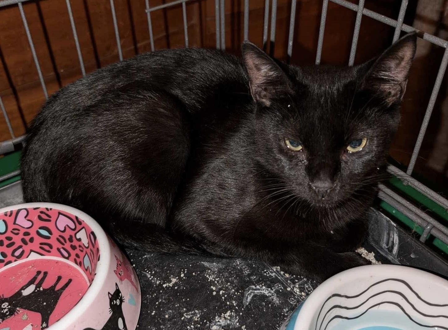 Friday, a Adoptable Domestic Short Hair in Bellmawr, NJ image 4/5