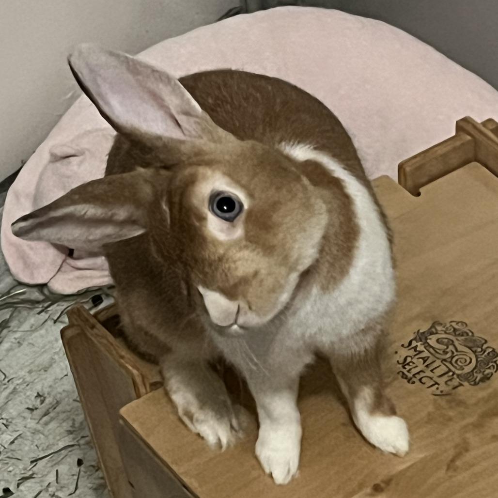 Atlas, Adoptable, Adult Male Dutch.