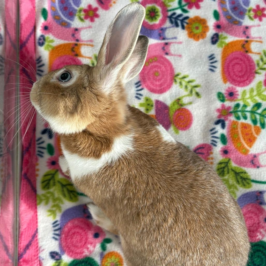 Enlarge Atlas, a Adoptable Dutch in Napa, CA image 2/3