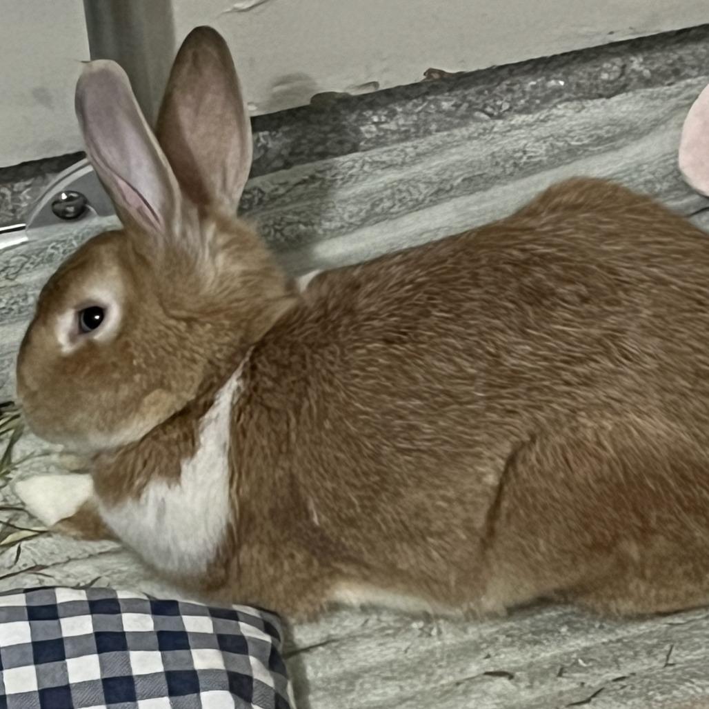 Enlarge Atlas, a Adoptable Dutch in Napa, CA image 3/3