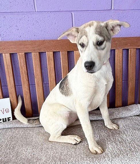 **TASHA**, Adoptable, Puppy Female Labrador Retriever.