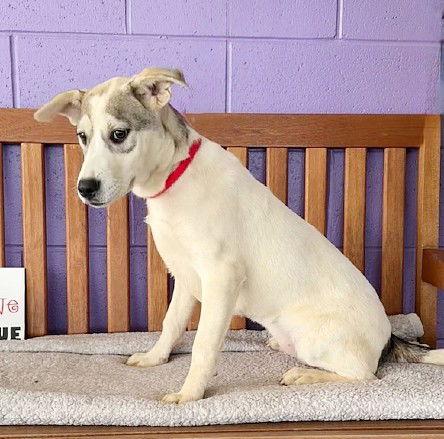 **TASHA**, a Adoptable Labrador Retriever in North Prairie, WI image 2/3