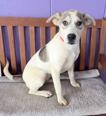 **TASHA**, a Adoptable Labrador Retriever in North Prairie, WI image 3/3