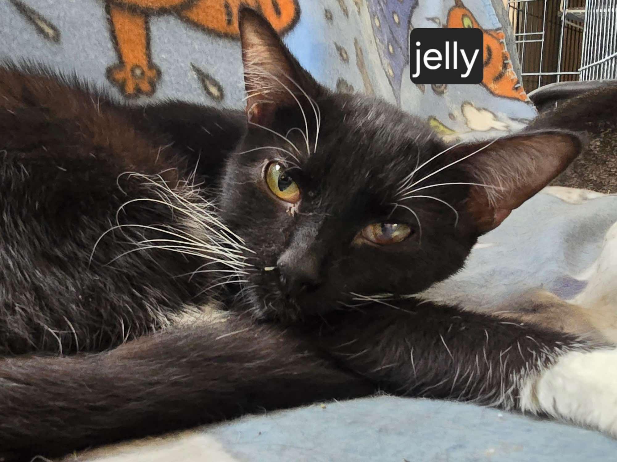 Jelly, a Adoptable Domestic Short Hair in Sioux Falls, SD image 1/2