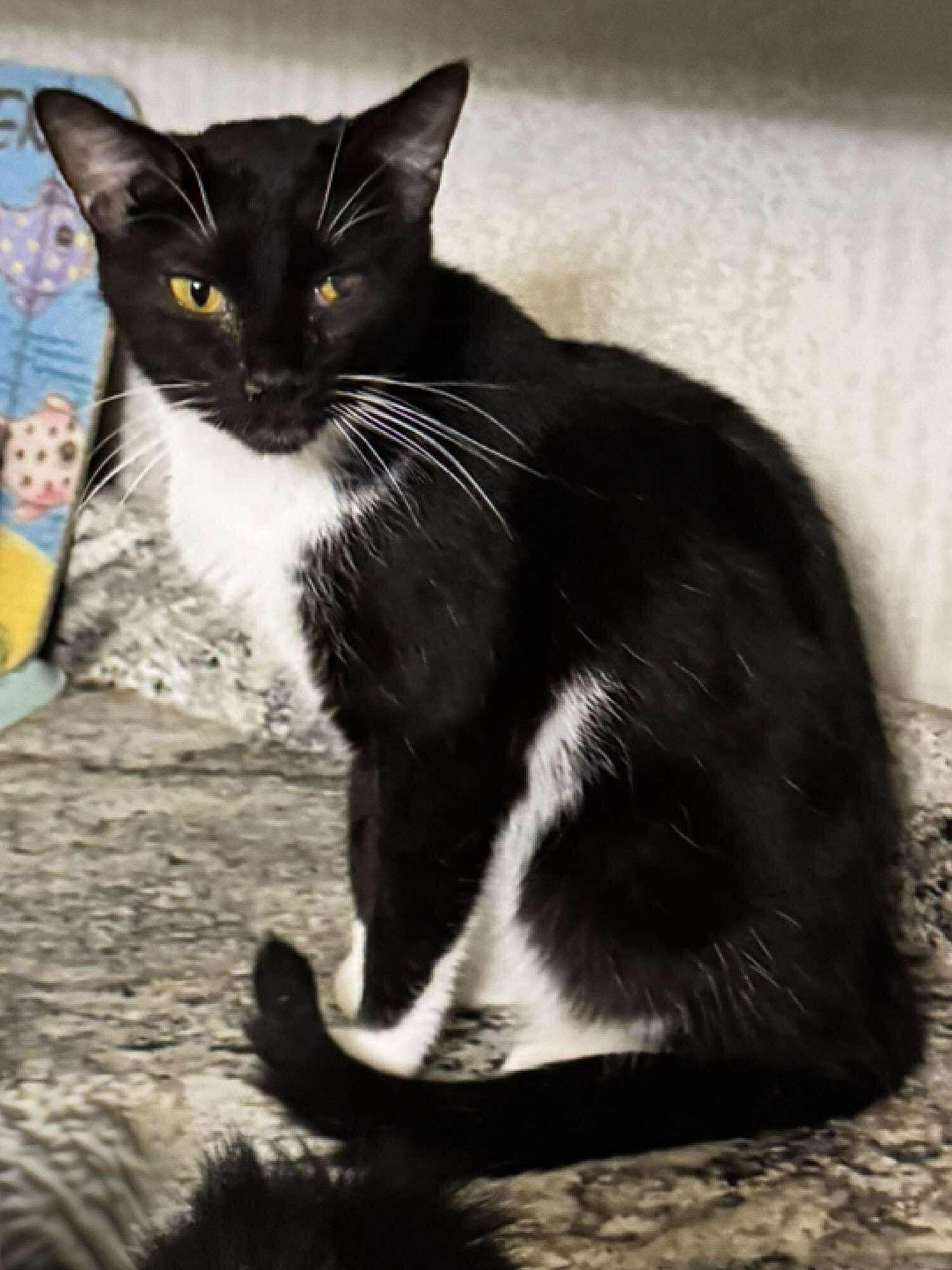 Jelly, an adoptable Domestic Short Hair in Sioux Falls, SD, 57101 | Photo Image 2