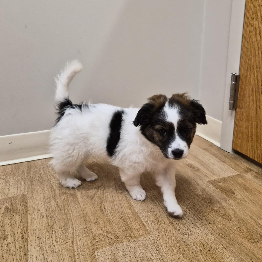 Kingston, a Adoptable mixed breed in Woodstock, IL image 1/6