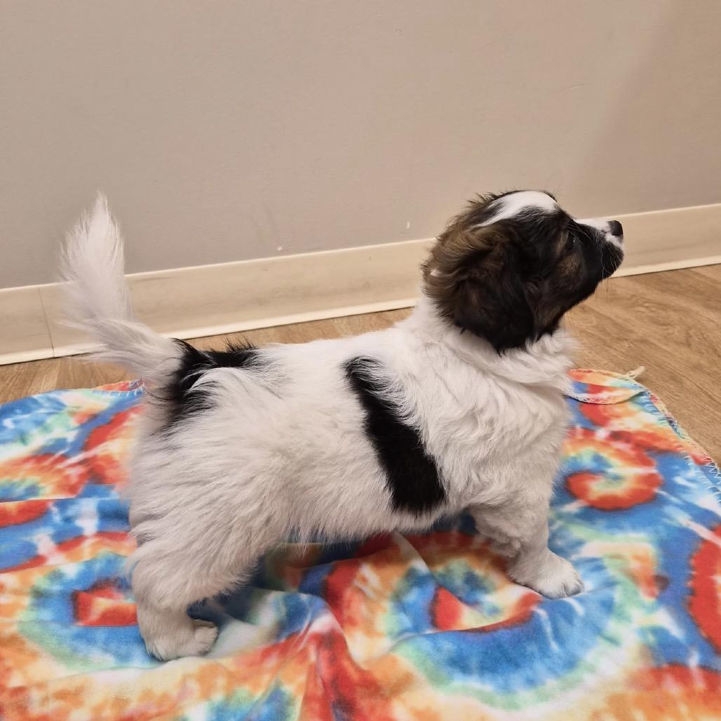 Kingston, a Adoptable mixed breed in Woodstock, IL image 5/6