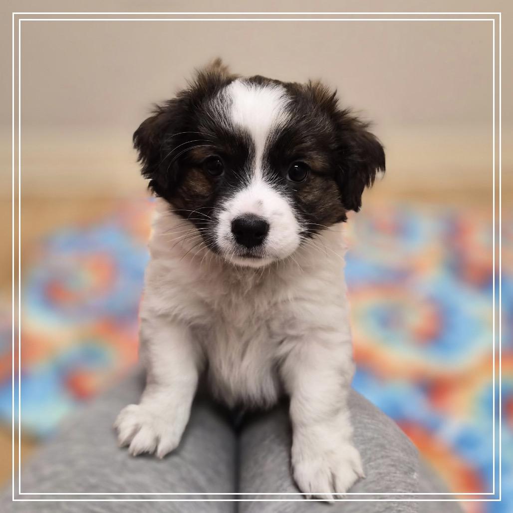 Kingston, Adoptable, Puppy Male Mixed Breed & Mixed Breed.