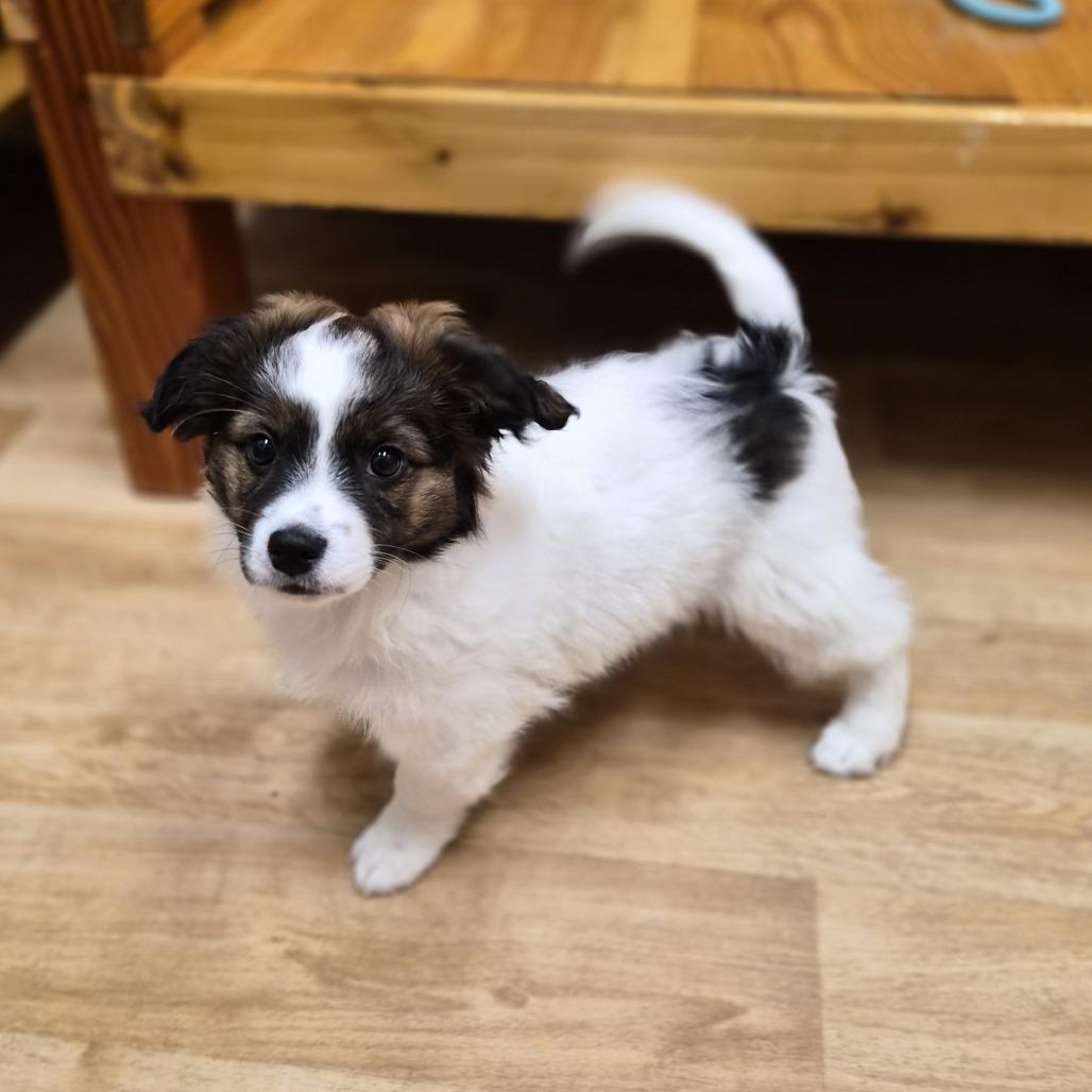 Kingston, a Adoptable mixed breed in Woodstock, IL image 3/6
