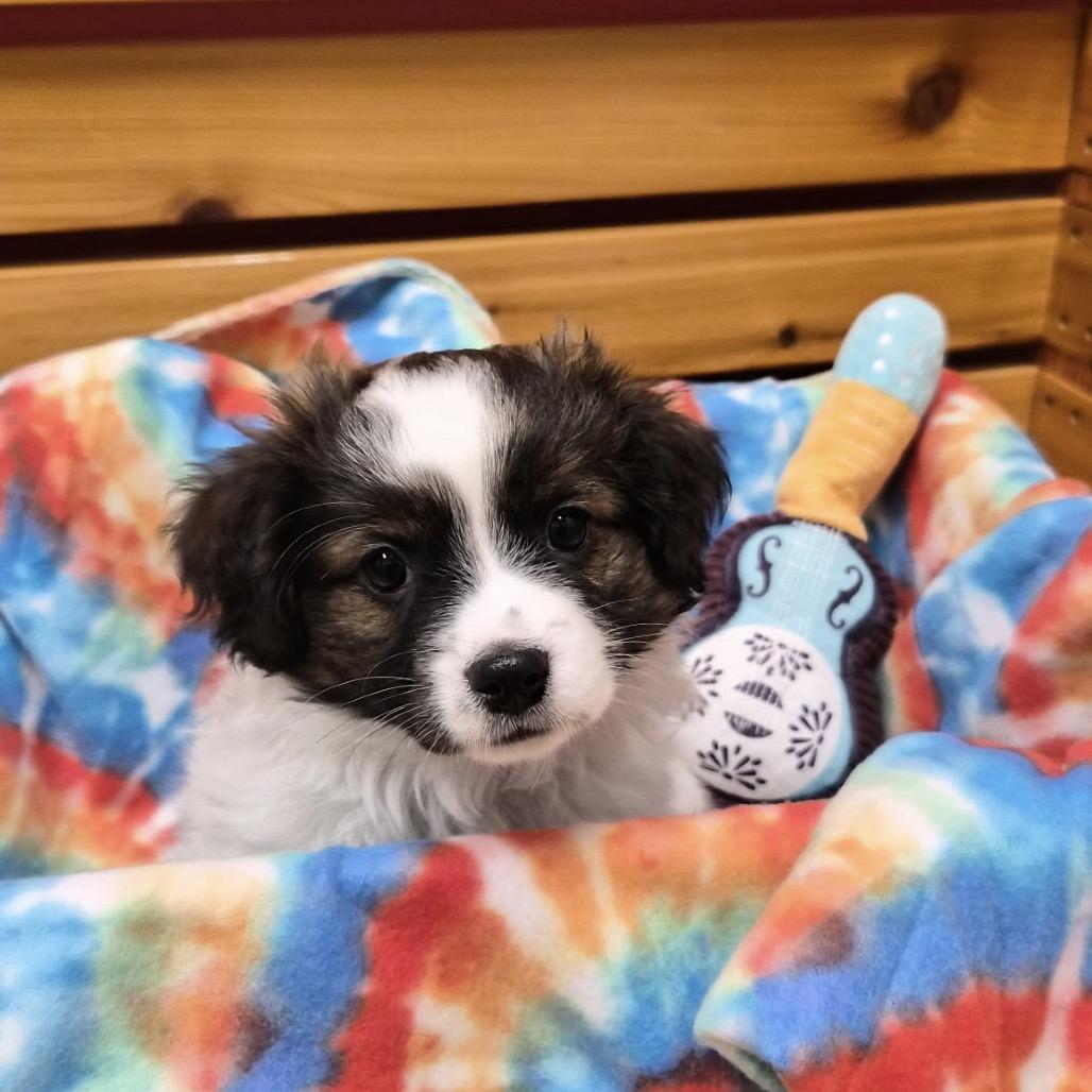 Kingston, a Adoptable mixed breed in Woodstock, IL image 6/6