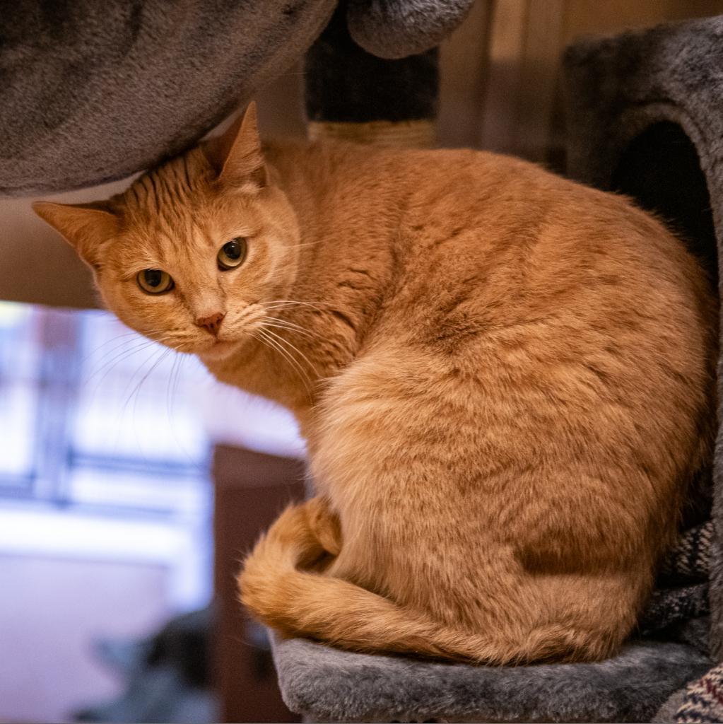 Chloe, Adoptable, Adult Female Domestic Short Hair.