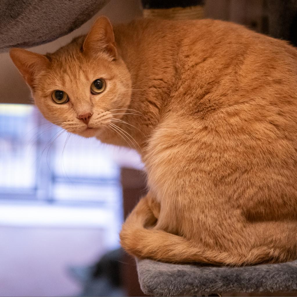 Enlarge Chloe, a Adoptable Domestic Short Hair in Los Angeles, CA image 2/6