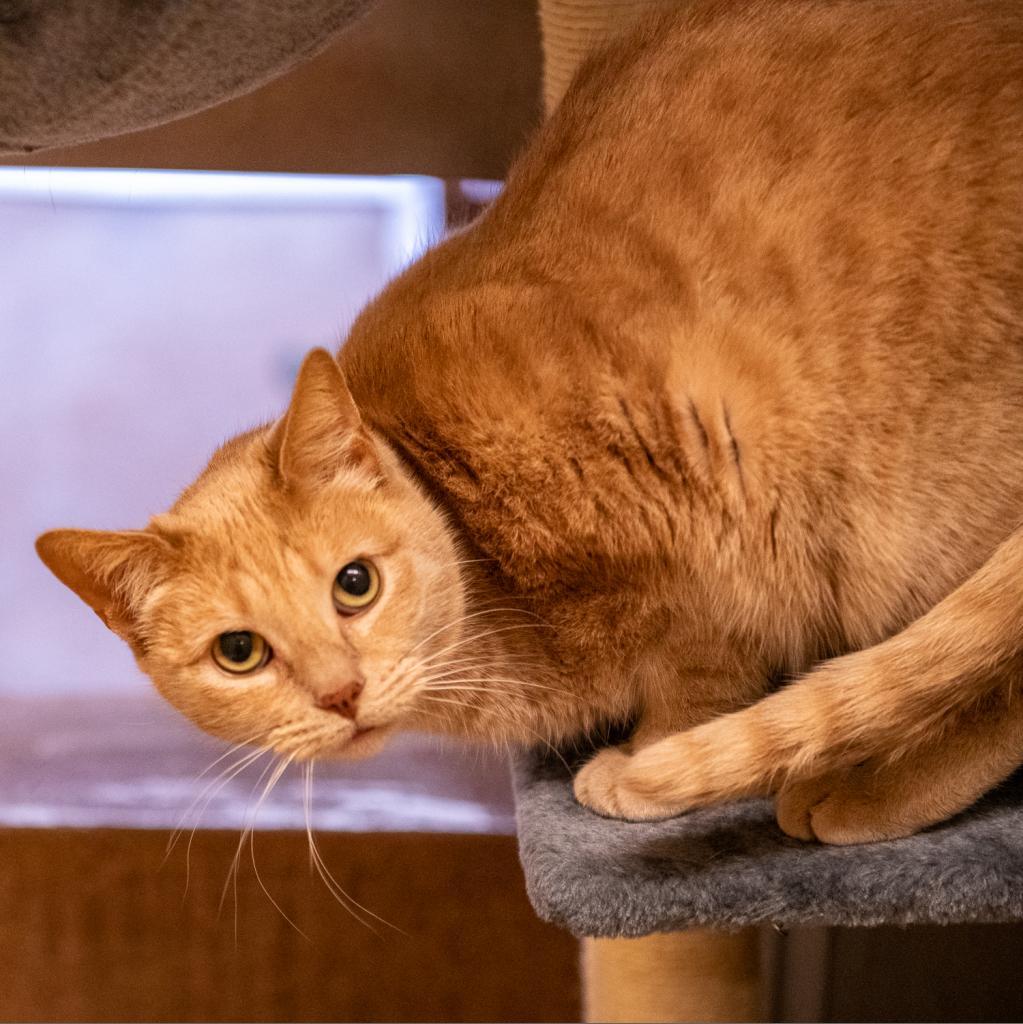 Enlarge Chloe, a Adoptable Domestic Short Hair in Los Angeles, CA image 3/6