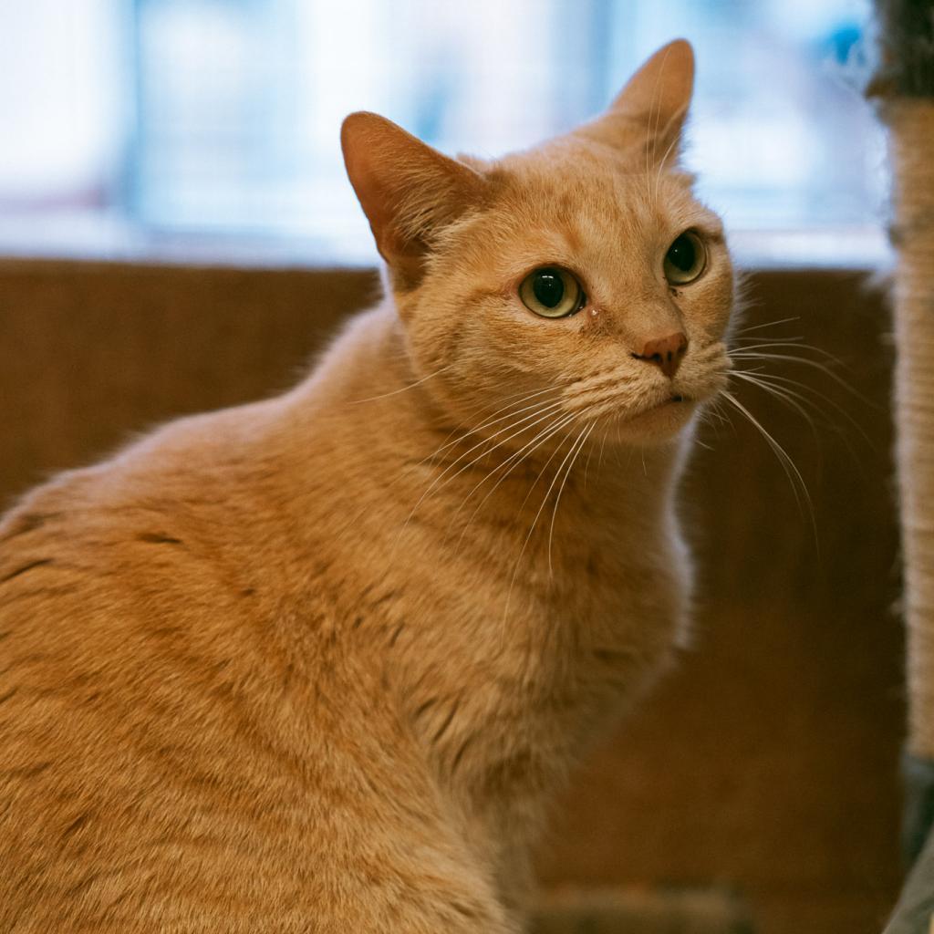 Enlarge Chloe, a Adoptable Domestic Short Hair in Los Angeles, CA image 4/6